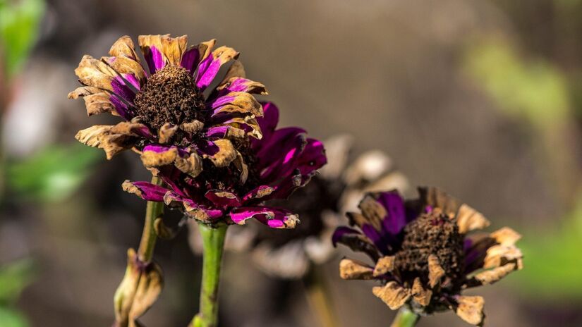 O líquido promete fortalecer as plantas / JamesDeMers/Pixabay
