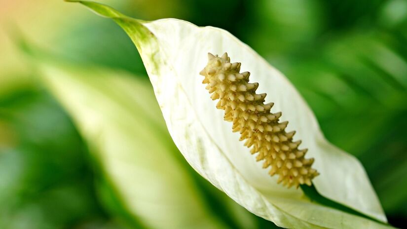 A planta garante um toque de elegância e frescor à decoração / ignartonosbg/Pixabay

