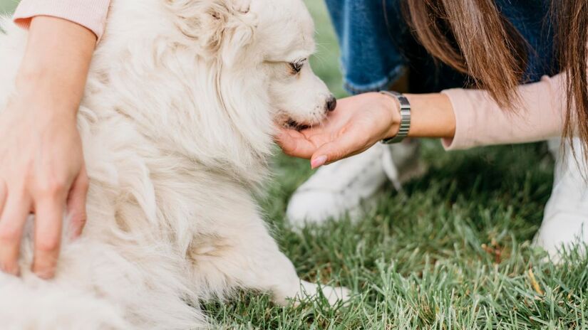 O contato físico com os animais ativa mecanismos no cérebro que promovem alívio imediato do estresse / (Fotos: Freepik)