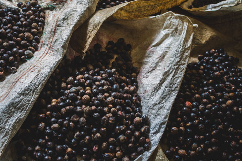 A eficácia das sementes de jabuticaba no controlo do peso foi comprovada