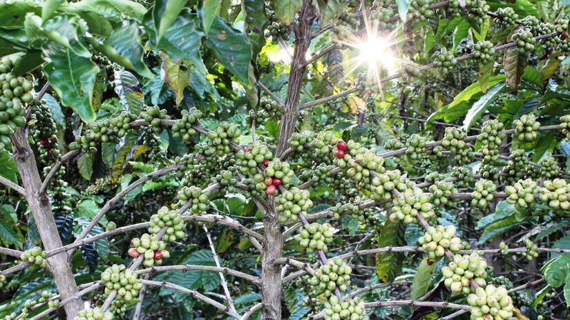O cafezal urbano é muito apreciado por sua beleza / mciriaco/Pixabay