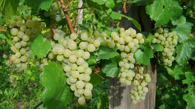 As uvas verdes possuem papel importante na saúde cerebral / ArmbrustAnna / Pixabay