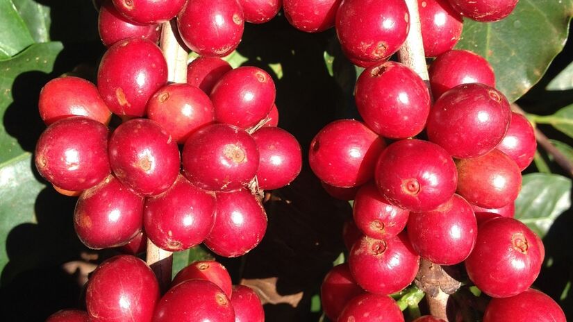 O vermelho dos frutos do café atraem os olhares de todos / vandelinodias/Pixabay