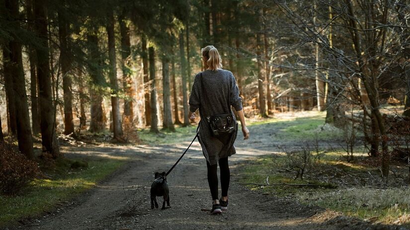 O momento da caminhada é um excelente momento para levar o pet / MartinDalsgaardSørensen/Pixabay