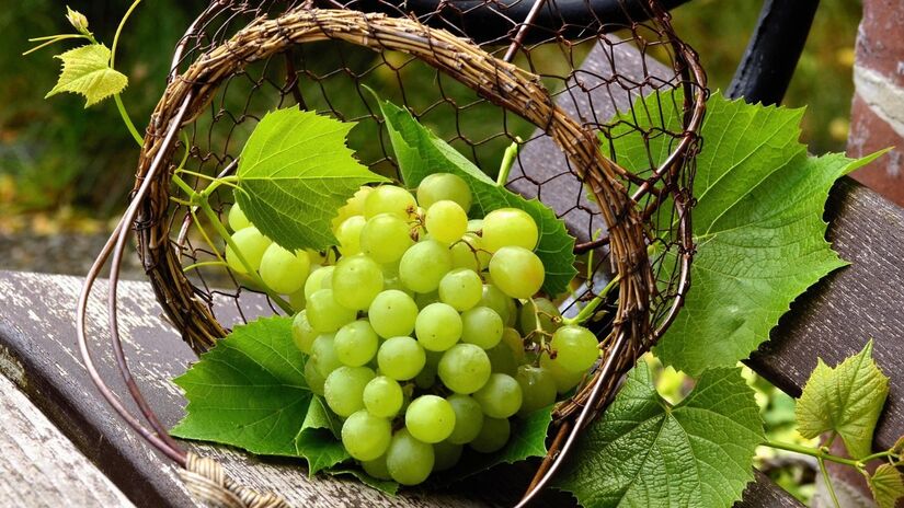 Além de nutritivas, as uvas verdes também podem fazer parte da decoração de eventos. / congerdesign/Pixabay