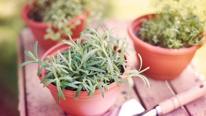 O alecrim se destaca por ser uma planta resistente / Freepik/gpointstudio