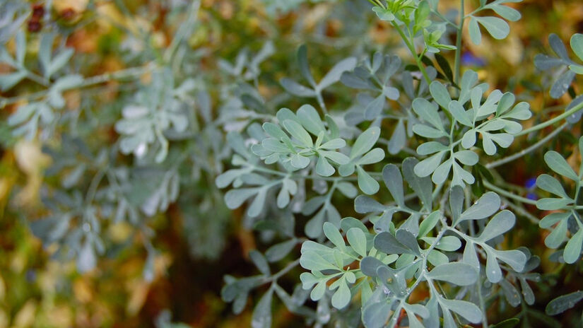 A arruda (Ruta graveolens) é amplamente reconhecida por seu efeito repelente natural / Pixabay/Justugly