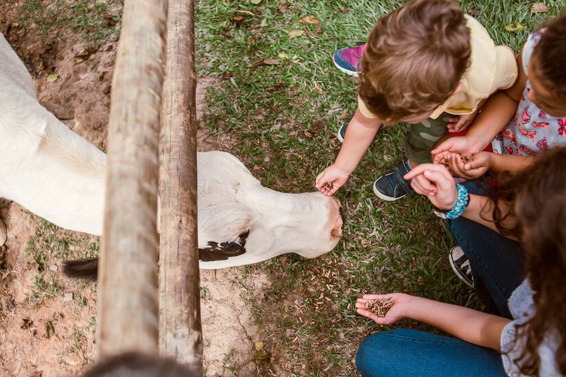 A Bichomania Parque Fazenda une o aprendizado e a diversão