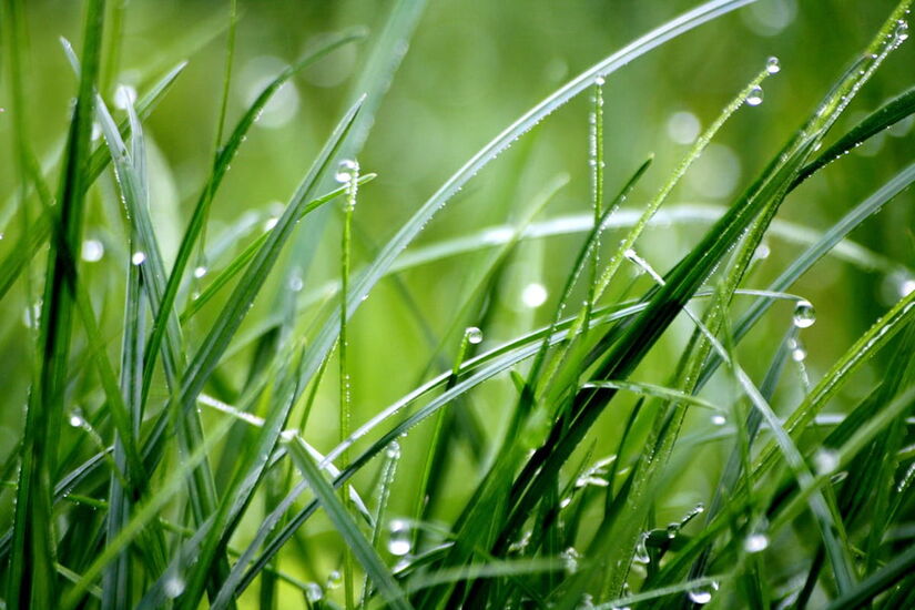 O chamado petrichor, aroma que surge quando a chuva cai sobre o solo seco, é resultado da liberação de compostos como a geosmina  produzida por bactérias do solo  e óleos das plantas /Créditos da foto- Pexels