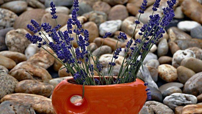 A facilidade de manutenção e a capacidade de adaptação tornam a lavanda uma opção popular / Pixabay/MSphotos