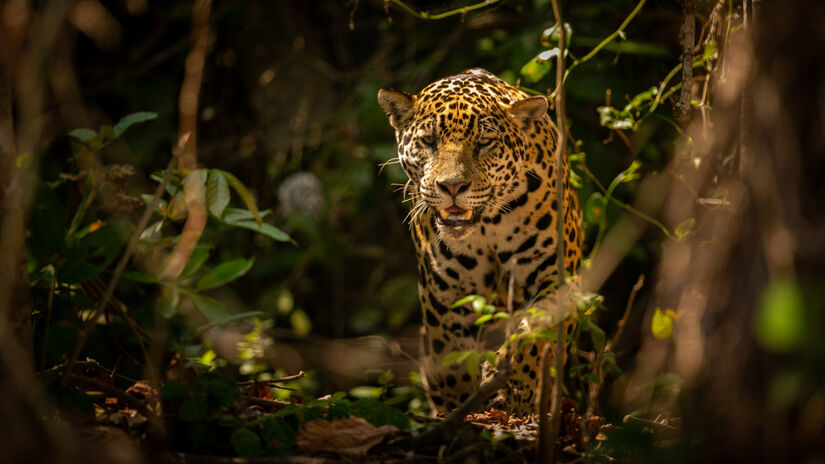 Conhecida cientificamente como Panthera onca, a onça-pintada é o maior felino das Américas / Freepik/vladimircech