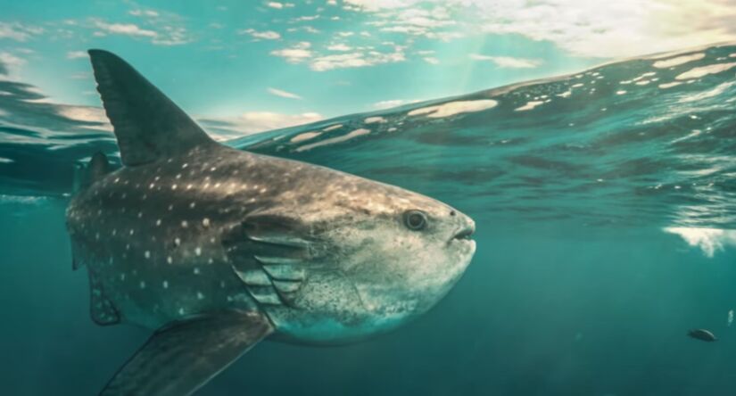 Ele está entre os maiores e mais pesados peixes ósseos do planeta