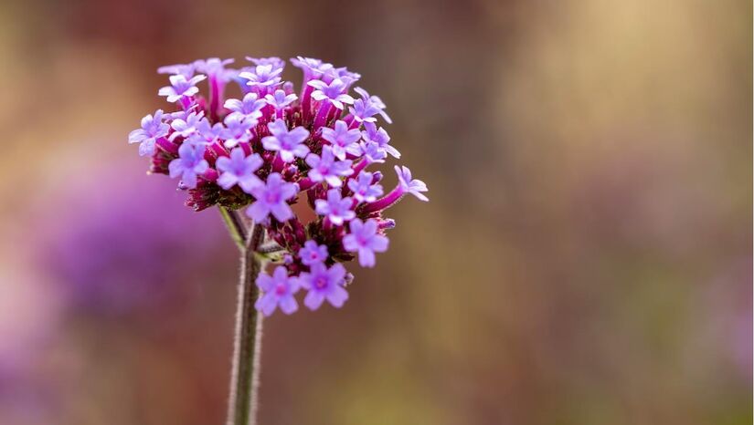 A Lavanda oferece proteção com estilo