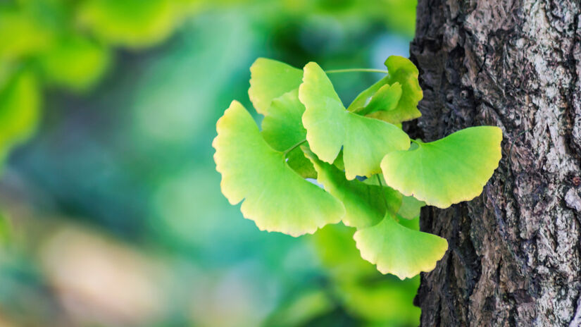 O Ginkgo biloba também aparece como opção, seja em chá ou suplemento / Freepik/ilovehz
