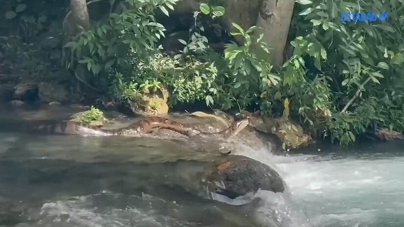 Uma sucuri verde de cinco metros cruzou o caminho de banhistas / Fotos: Reprodução