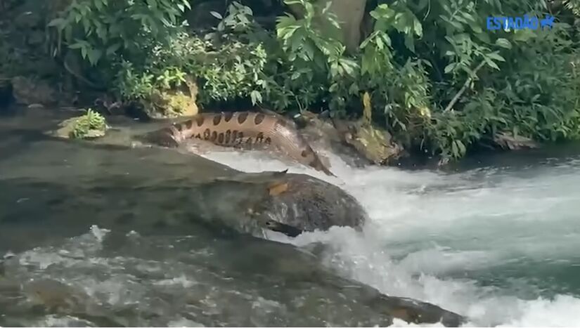 O registro viralizou nas redes, revelando a proximidade surpreendente entre o animal e as pessoas