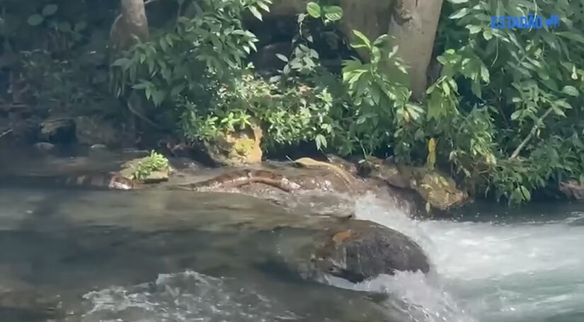 O contraste entre a serenidade do rio e a imponência da serpente despertou fascínio e curiosidade