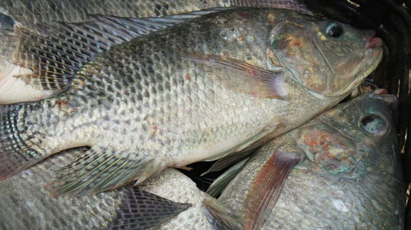 A bactéria é conhecida por causar infecções intestinais graves e outros problemas gastrointestinais / Foto: Agência Brasil