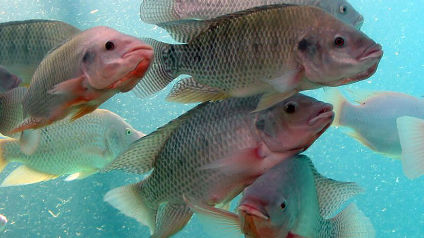 Pesquisa avaliou a qualidade microbiológica de tilápias vendidas nas feiras livres de Itapetinga (BA) / Foto: Agência Brasil