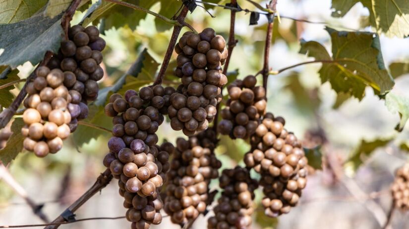 Atualmente, cerca de 30% da produção de uvas do estado de São Paulo vem de Jundiaí /(Foto: Fotógrafos / PMJ)