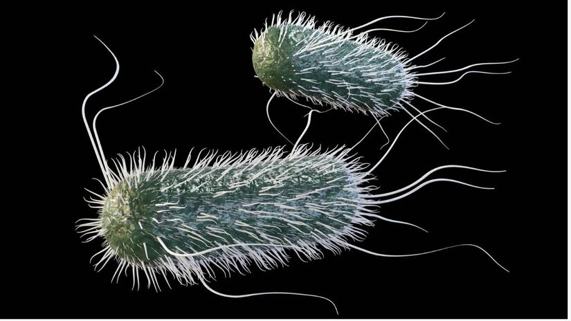 Esse enfraquecimento dos antibióticos não apareceu na Salmonella enterica, uma bactéria parecida com a E. coli./ Shutterstock