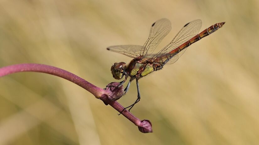 Um lago no jardim pode trazer ainda mais beleza e vida / Pixabay