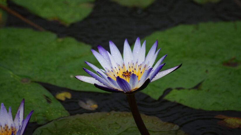 A variedade de cores e formas também muda com um lago no jardim / Pixabay