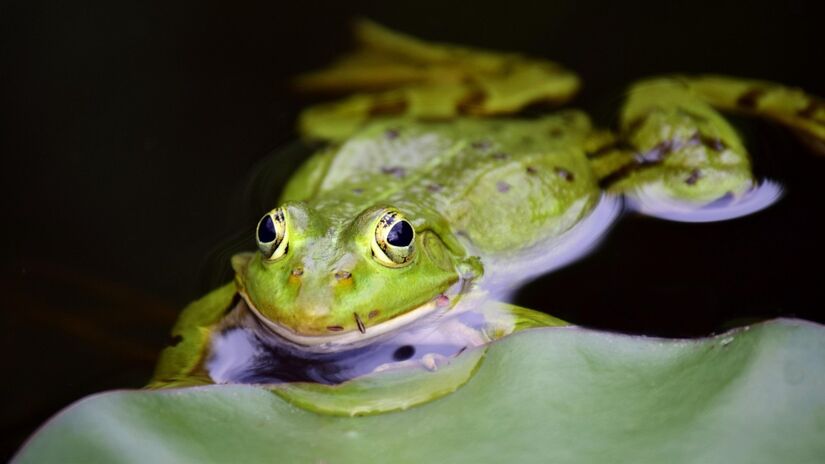 As formas de vida se multiplicam com a presença de um lago no jardim / Pixabay