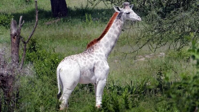As girafas brancas são raras / Wild Nature Institute/Reprodução