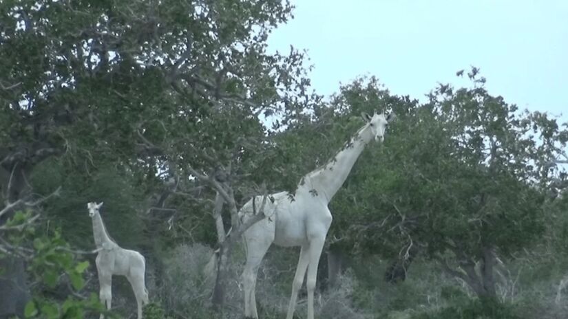 Por causa da condição, o animal passa a ter uma coloração branca / Hirola Conservation Program/Reprodução