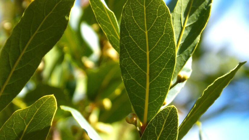 Ela oferece vantagens além do esperado / Pixabay
