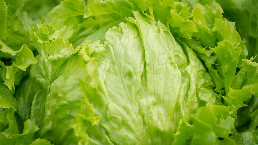 A planta é presença indispensável na hora do almoço / Pixabay