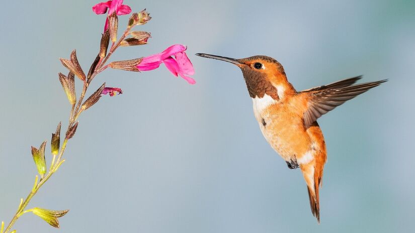 As torre de flores são apaixonantes e trazem outras belezas como os beija-flores / Pixabay