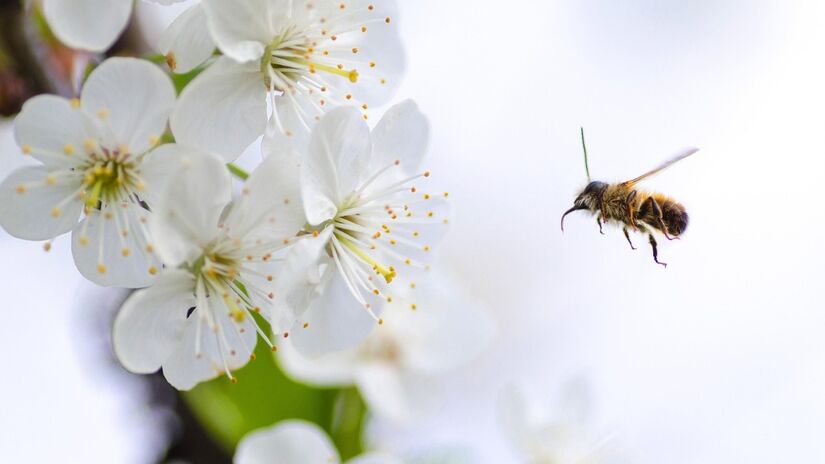 Além disso, cultivar uma torre de flor ajuda a criar um ambiente propício para a alimentação das abelhas / Pixabay