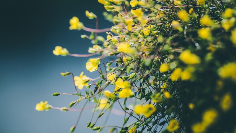 Além de fonte de alimento para diversos animais, as torres de flores ajudam na decoração do ambiente / Pixabay
