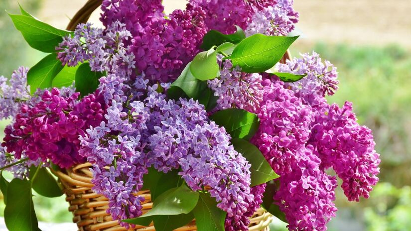 As cores delas, além de embelezar, também trazem alegria e harmonia / Pixabay