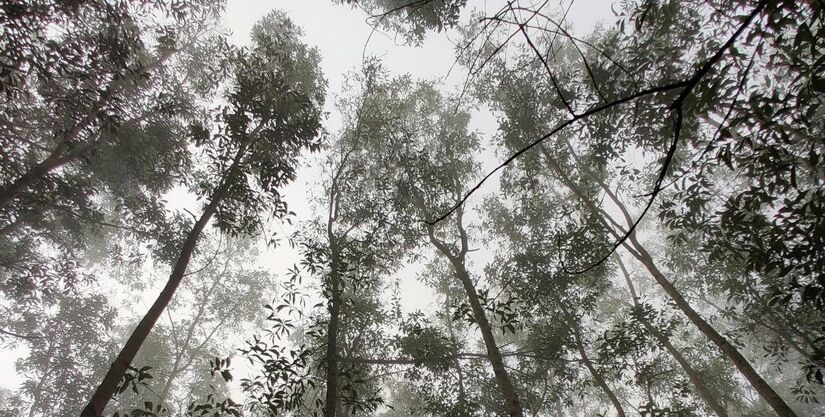 Pexels/No Chile, país de origem da empresa, o eucalipto atinge o ponto de corte em 12 anos