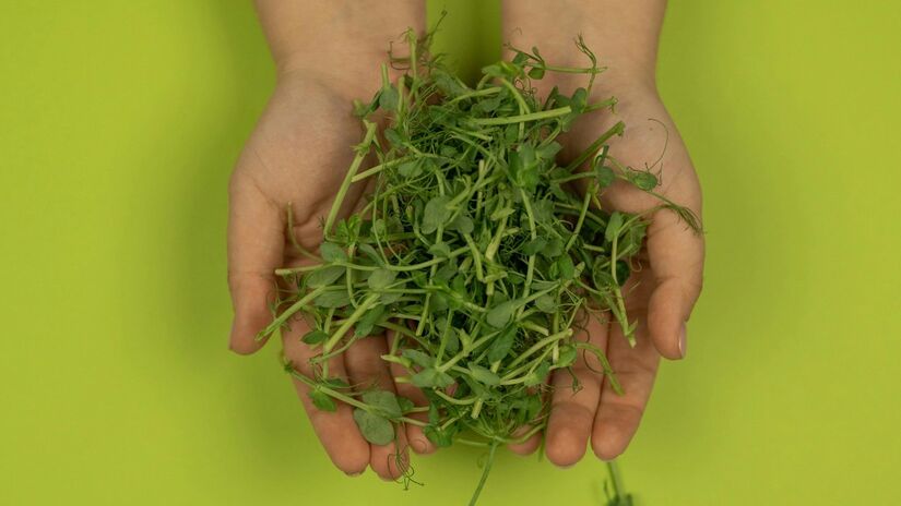 O agrião, apesar de não ser o favorito das saladas, tem inúmeros benefícios / Pexels