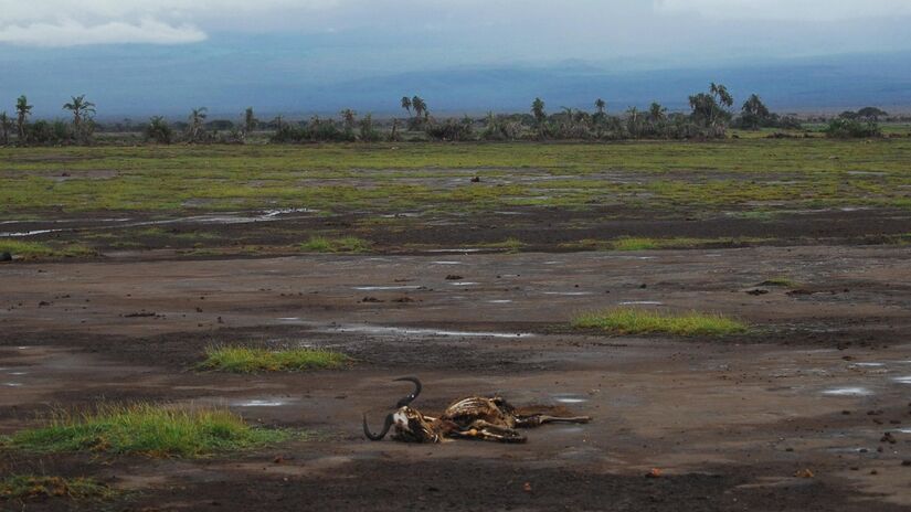 No Brasil, muitos animais já sofrem com questões relacionadas à falta de água e de alimentos, provocadas pela crise climática / Pixabay
