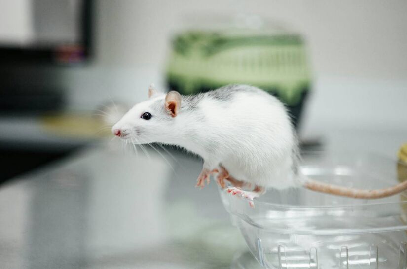 Teste começou em ratos/Pexels