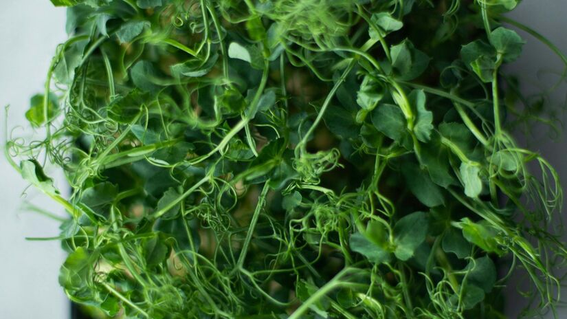 Seu verde intenso traz nutrientes importantes e que combatem diversas doenças / Pexels
