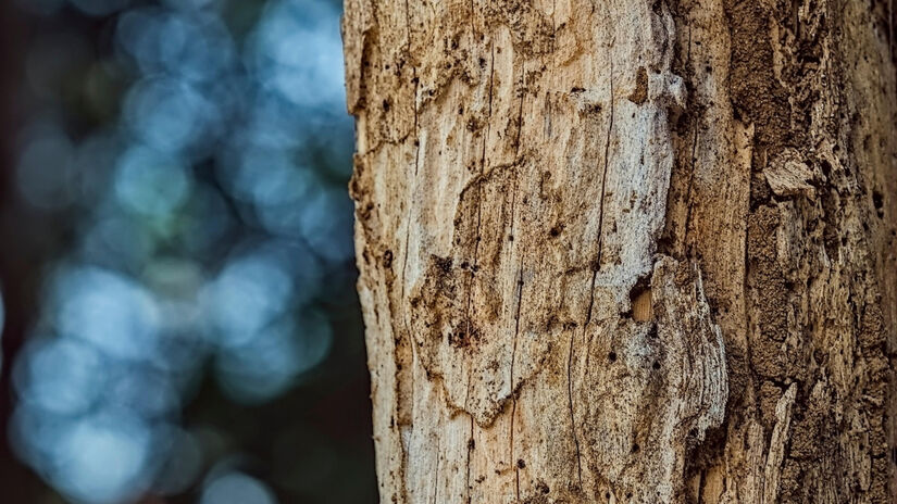 O cupim é um exemplo de ser vivo que depende dos troncos mortos / Pixabay