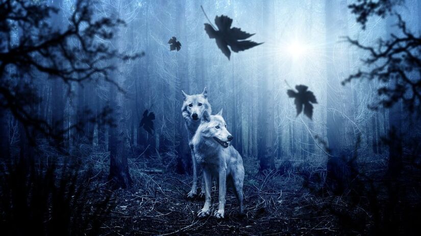 Os Lobos são destemidos, agem como guerreiros em batalhas e apresentam forte senso de propósito/Pixabay