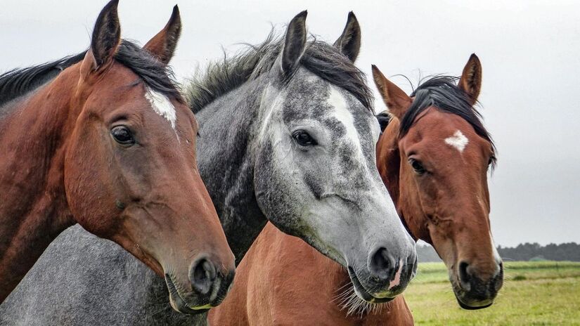 Os Cavalos são ótimos tanto em posições de liderança quanto trabalhando em grupos/Pixabay
