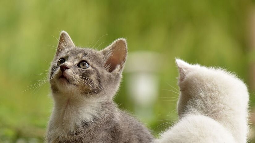 Nascidos sob o signo Gato trazem habilidades racionais, mas também possuem o dom para enxergar o outro lado da vida/Pixabay