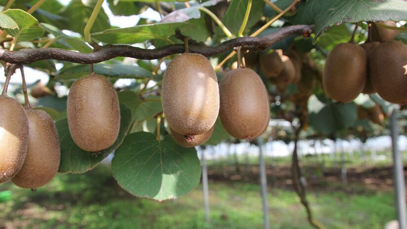 O Kiwi é originário do sul da China / Pixabay