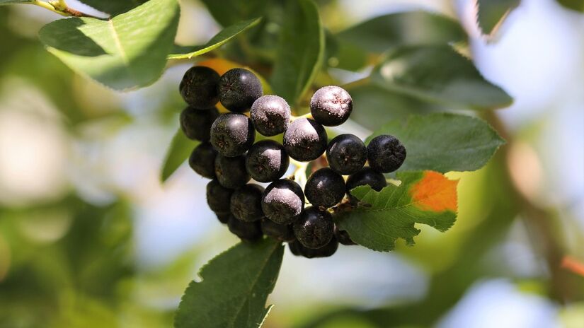 A aronia é também conhecida como chokeberry ou amora-preta / Pixabay