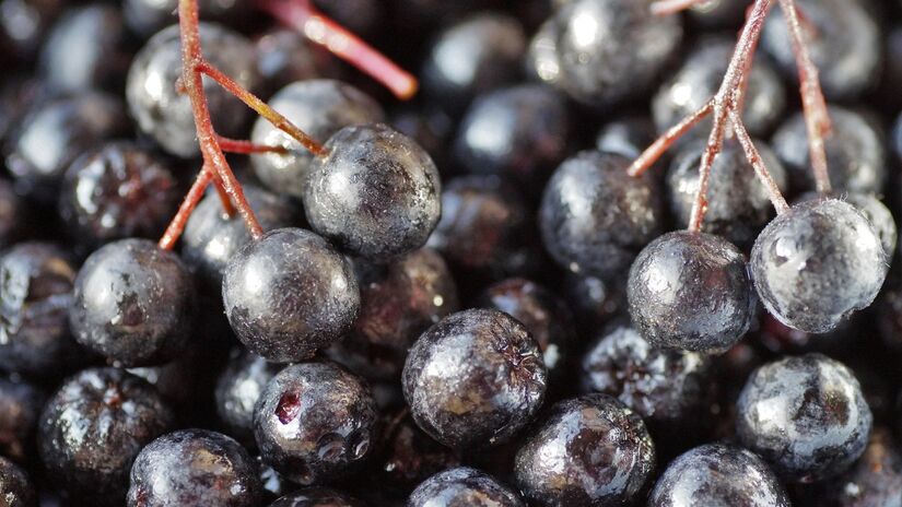 A planta também é fonte de fibra, vitamina C, vitamina K, manganês, ácido fólico e ferro / Pixabay