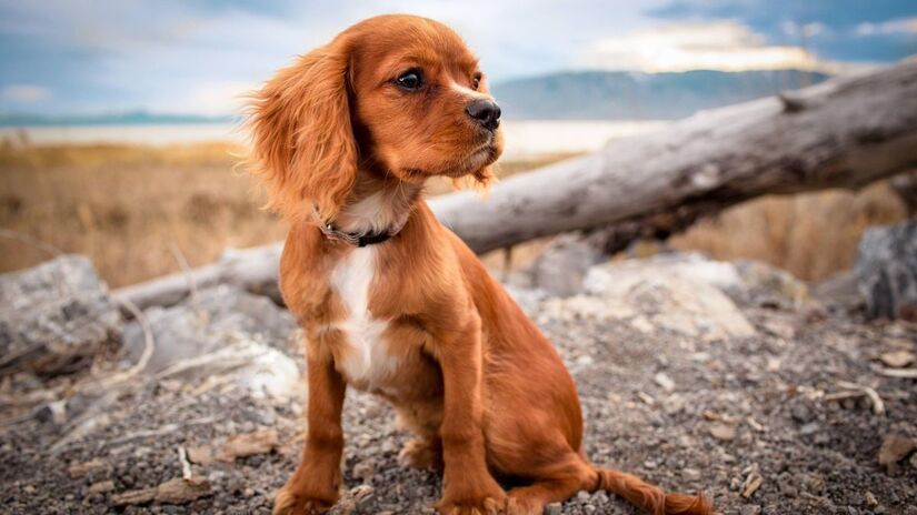 O nariz de cada cachorro é único como uma impressão digital/Pixabay