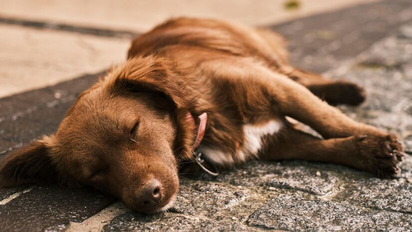 Cachorros são capazes de ver cores em tons diferentes/Pixabay